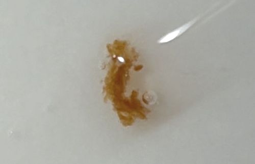 Drain Fly Larva (sometimes improperly called Moth Fly Larva)