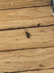Varied Carpet Beetle