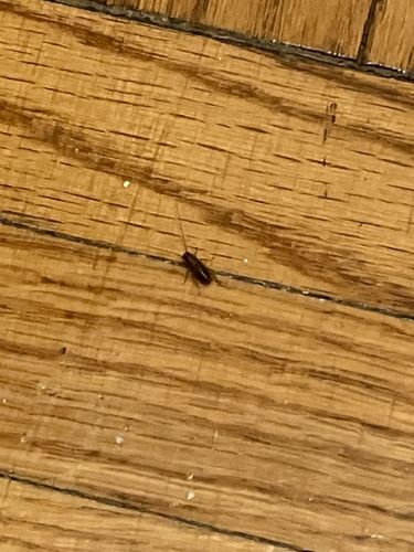 German Cockroach Nymph