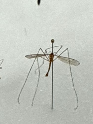 Crane Fly