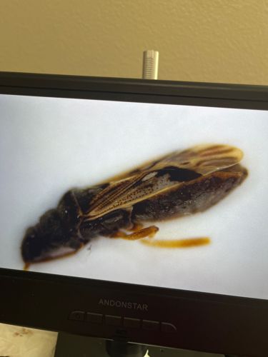 Antlion adult (likely a species of Myrmeleon or similar genus)