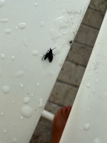 Lovebug (Honeymoon Fly)