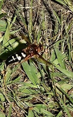 Eastern Cicada Killer