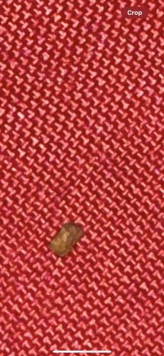 Household Casebearer Moth