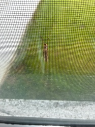 Crane Fly
