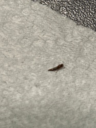 Thrips
