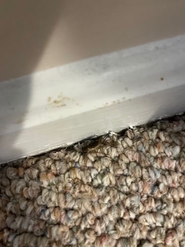 Carpet Beetle larvae