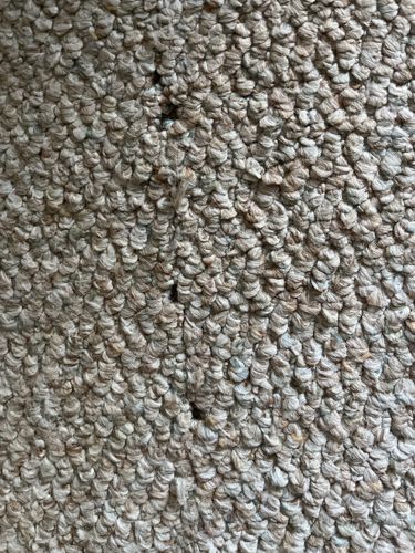 Carpet Beetle (likely Varied Carpet Beetle or Black Carpet Beetle)