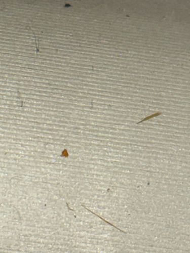 Unable to definitively identify from the provided image. The image is too blurry and lacks sufficient detail to determine the exact insect or bug. The small, elongated, and somewhat fuzzy shapes could potentially be: 1. Carpet beetle larvae (Dermestidae family) - some species are fuzzy. 2. Dust mites (Dermatophagoides spp.) - though they are microscopic, aggregated dust that contains them can appear like this. 3. Lint or other common household debris, especially given the texture of the surface.