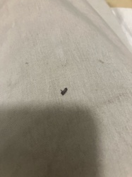 Carpet Beetle (likely Varied Carpet Beetle or Black Carpet Beetle)