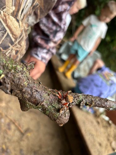 Orb Weaver Spider (likely a Neoscona species)