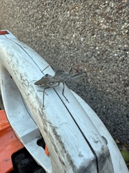 Wheel Bug