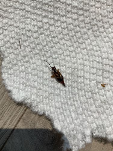 Earwig