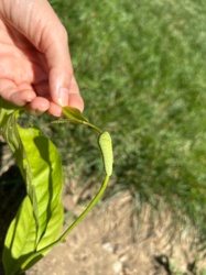 Possibly a Sphinx Moth Caterpillar (also known as a Hornworm)