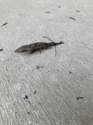 Male Dobsonfly