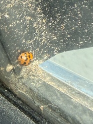 Ladybug (or Ladybird beetle)