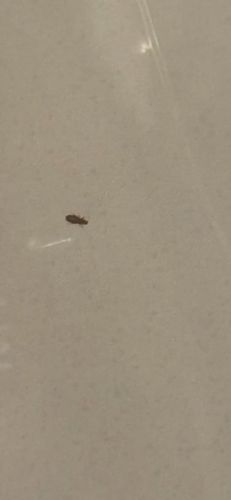 Merchant Grain Beetle