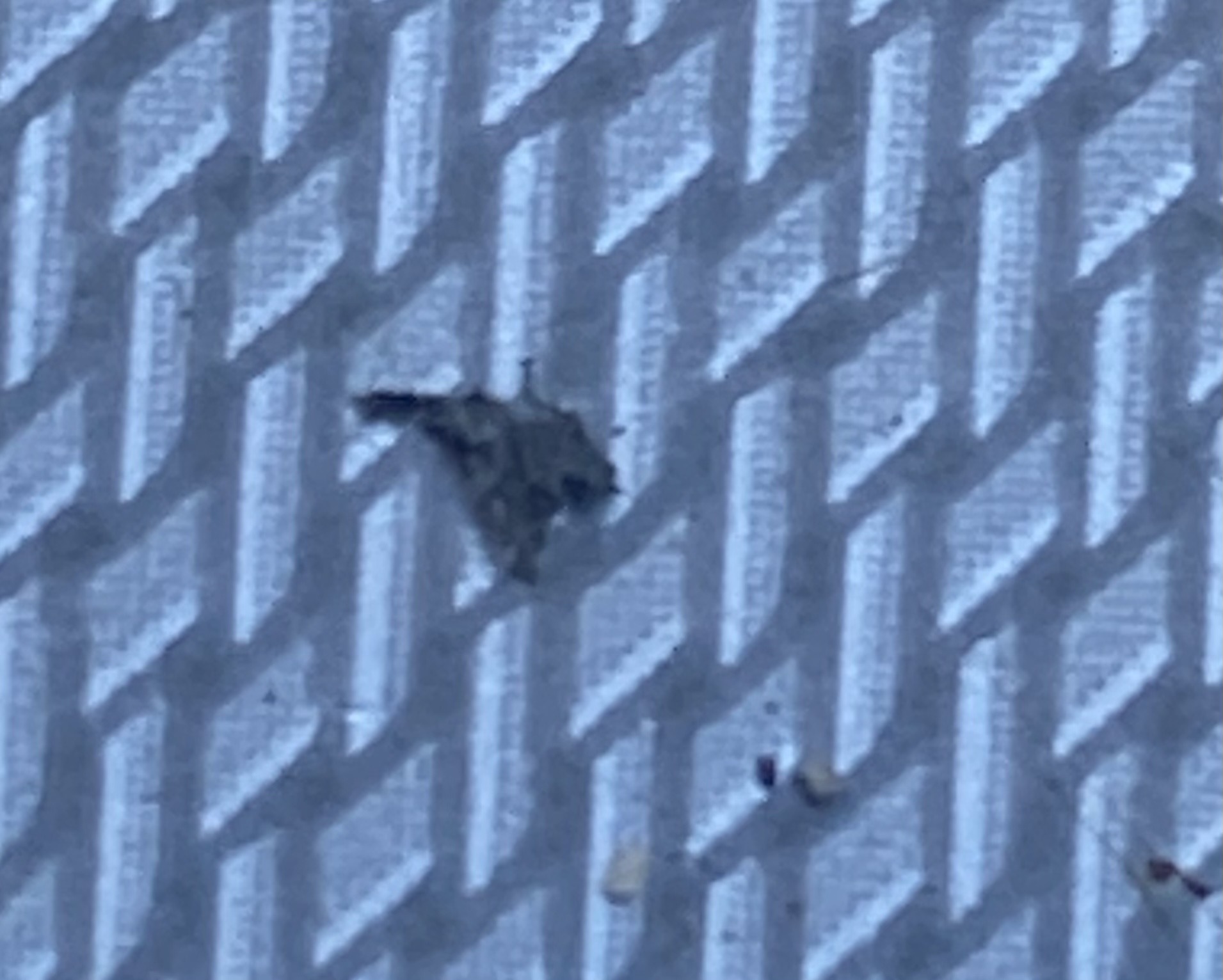 Drain Fly