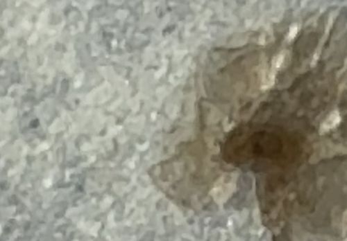 Unidentifiable Object (Likely a Stain or Dirt)