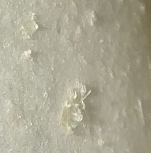 Flour Mite (or similar stored product mite, e.g., Mold Mite)