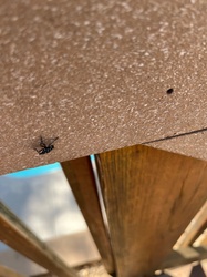 Spotted Lanternfly (Early Stage Nymph)