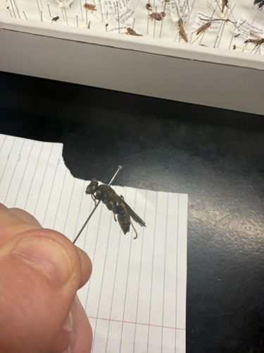 Syrphid Fly (Hoverfly)