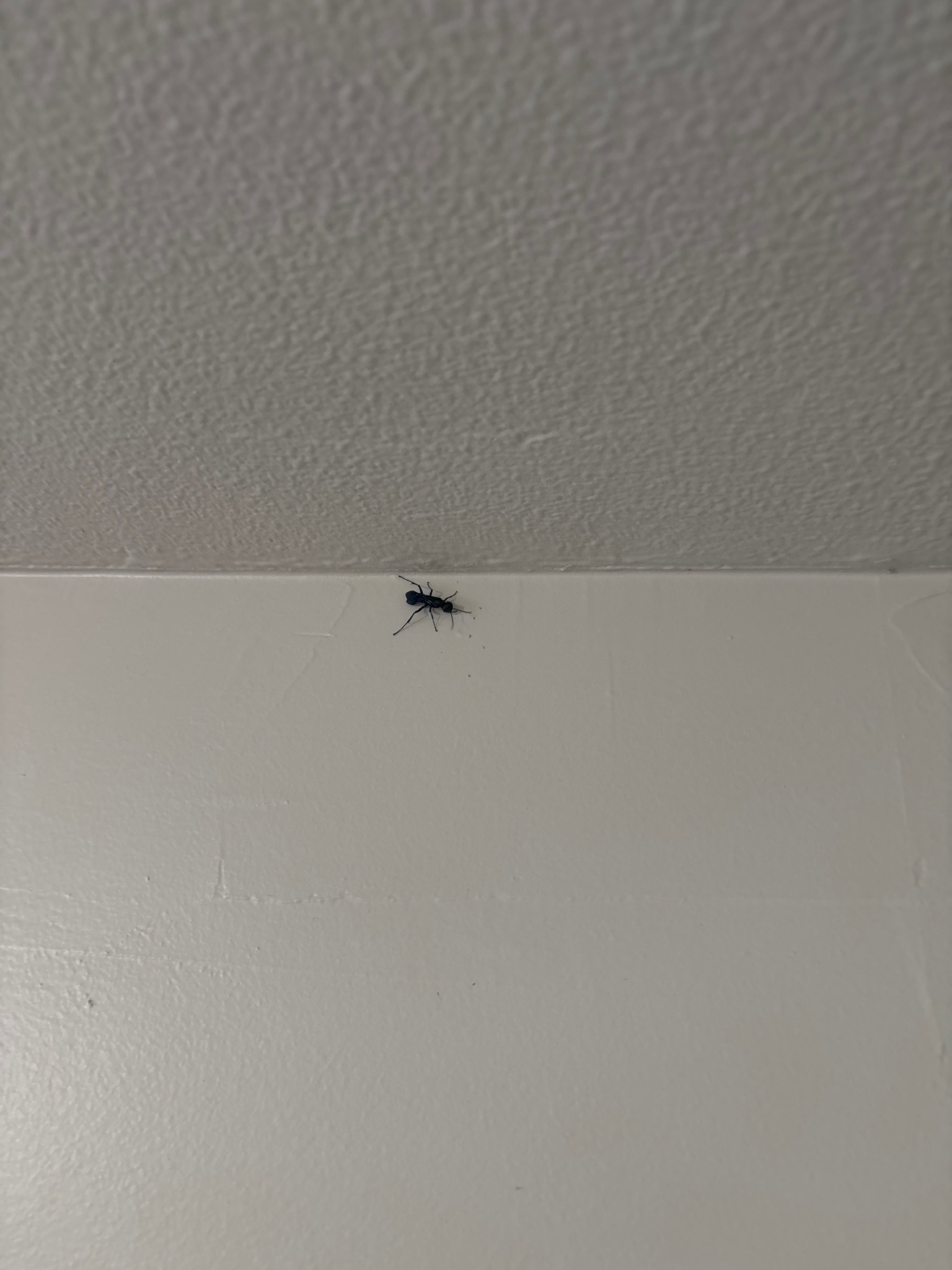 Ensign Wasp