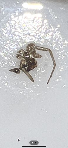 Ghost Spider (or similar Long-legged Spider)