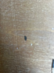 Carpet Beetle (family Dermestidae)