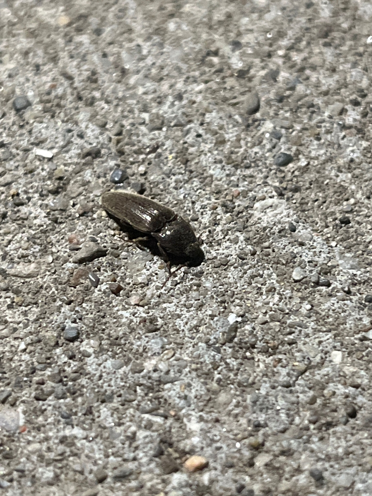 Click Beetle