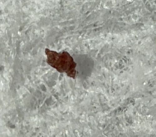 Lawn Shrimp (also known as Arcitalitrus sylvaticus or Landhopper)