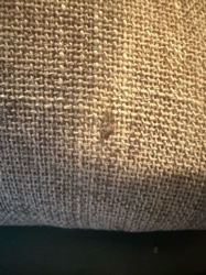 Carpet beetle (likely larval stage)