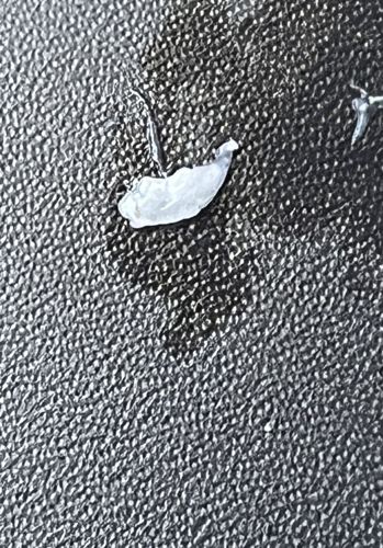 Slug (unspecified species)