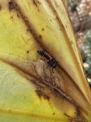 Ladybug Larva (or Ladybird Beetle Larva)