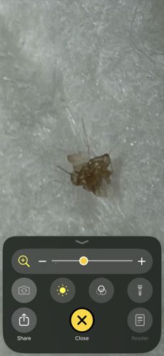 Lace Bug / Azalea Lace Bug (probable)