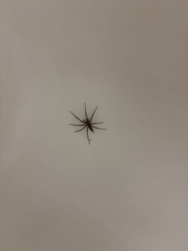 Long-bodied Cellar Spider