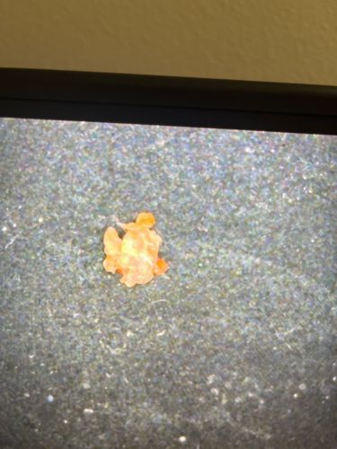 Household Casebearer, Plaster Bagworm, or Tineid Moth Larva