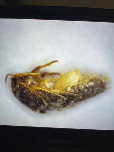 Carpet Beetle (Larva)