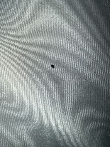 Carpet beetle (likely Black Carpet Beetle or Varied Carpet Beetle)