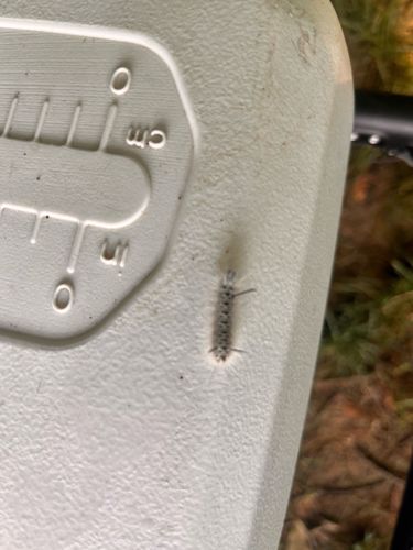 American Dagger Moth Caterpillar