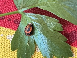 Ladybug Pupa (likely a Convergent Lady Beetle or a multi-colored Asian lady beetle)
