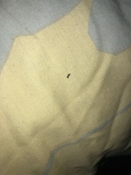 Flea (likely a cat flea or dog flea due to common indoor presence)