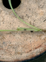 Aphid