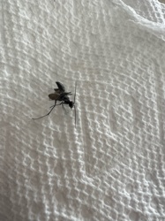Winged Carpenter Ant