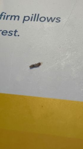 Carpet beetle larva (likely varied carpet beetle or furniture carpet beetle)