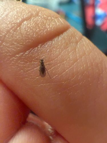 Fungus Gnat