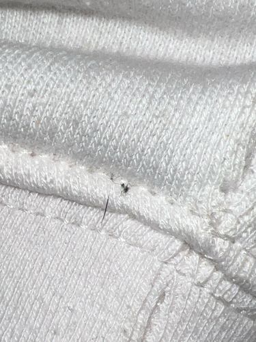 Fungus Gnat (likely Sciarid Gnat)