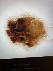 Unidentifiable organic material (not an insect)