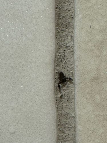 Pseudoscorpion