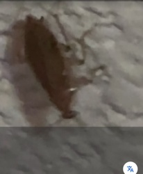 Unidentifiable Animal (Possible Small Mammal)